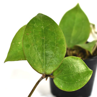 Hoya balaensis
