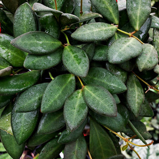 Hoya burtoniae