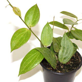 Hoya butleriana