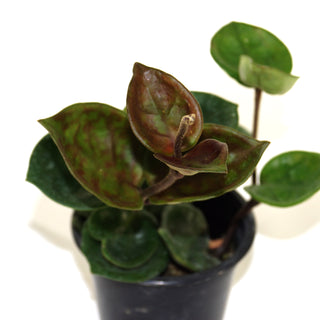 Hoya carnosa 'Chelsea'