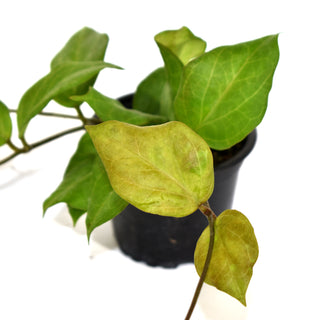 Hoya chuniana