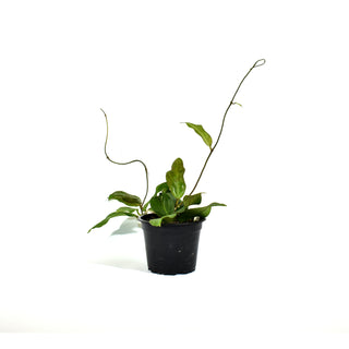 Hoya chuniana