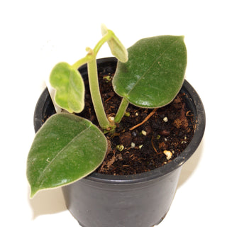 Hoya ciliata