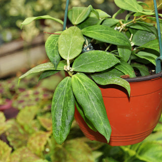 Hoya cutis-porcelana
