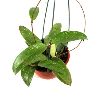 Hoya sp. EPC-376
