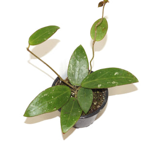 Hoya sp. EPC-301