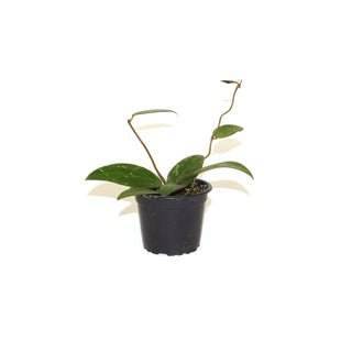 Hoya sp. EPC-301