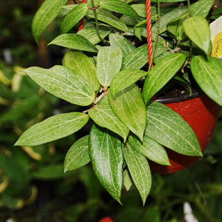 Hoya fitchii