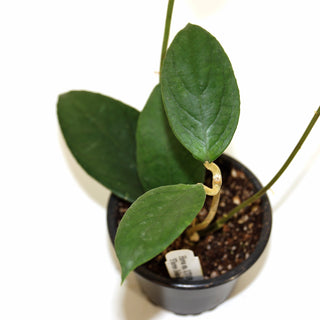 Hoya sp. UT 038 'Flores Island'