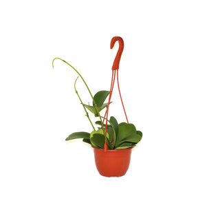 Hoya kerrii - 6" Hanging Basket