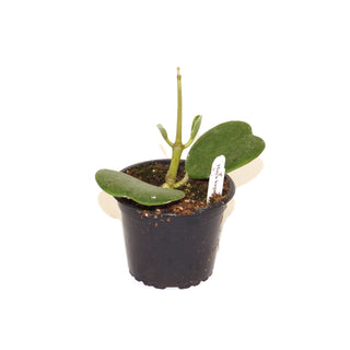 Hoya kerrii