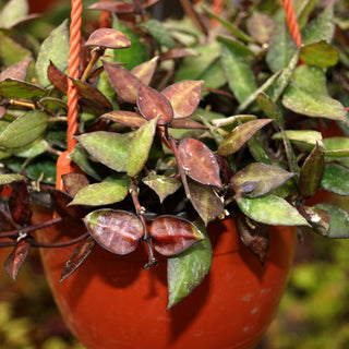 Hoya krohniana "Black"