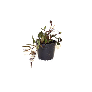 Hoya krohniana "Black"