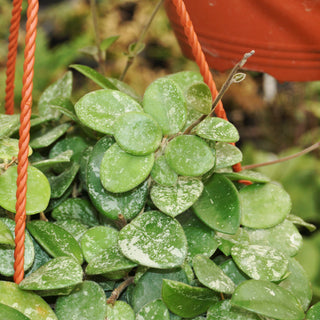 Hoya 'Mathilde' "Splash"