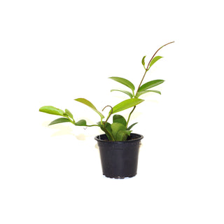 Hoya meliflua