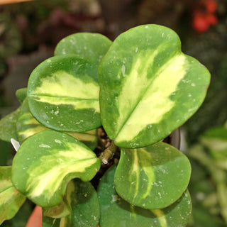 Hoya obovata variegata