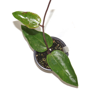 Hoya pottsii