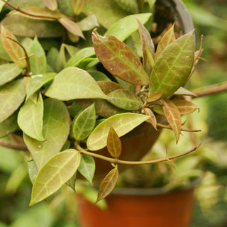 Hoya 'Rebecca'