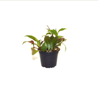 Hoya 'Sunrise'