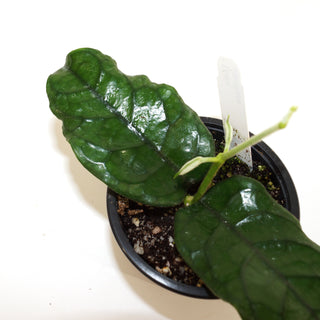 Hoya villosa