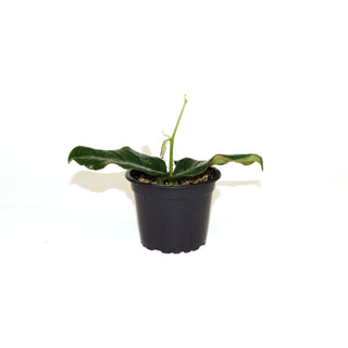 Hoya villosa