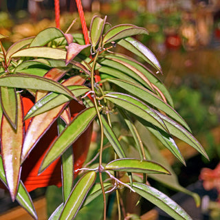 Hoya wayetii