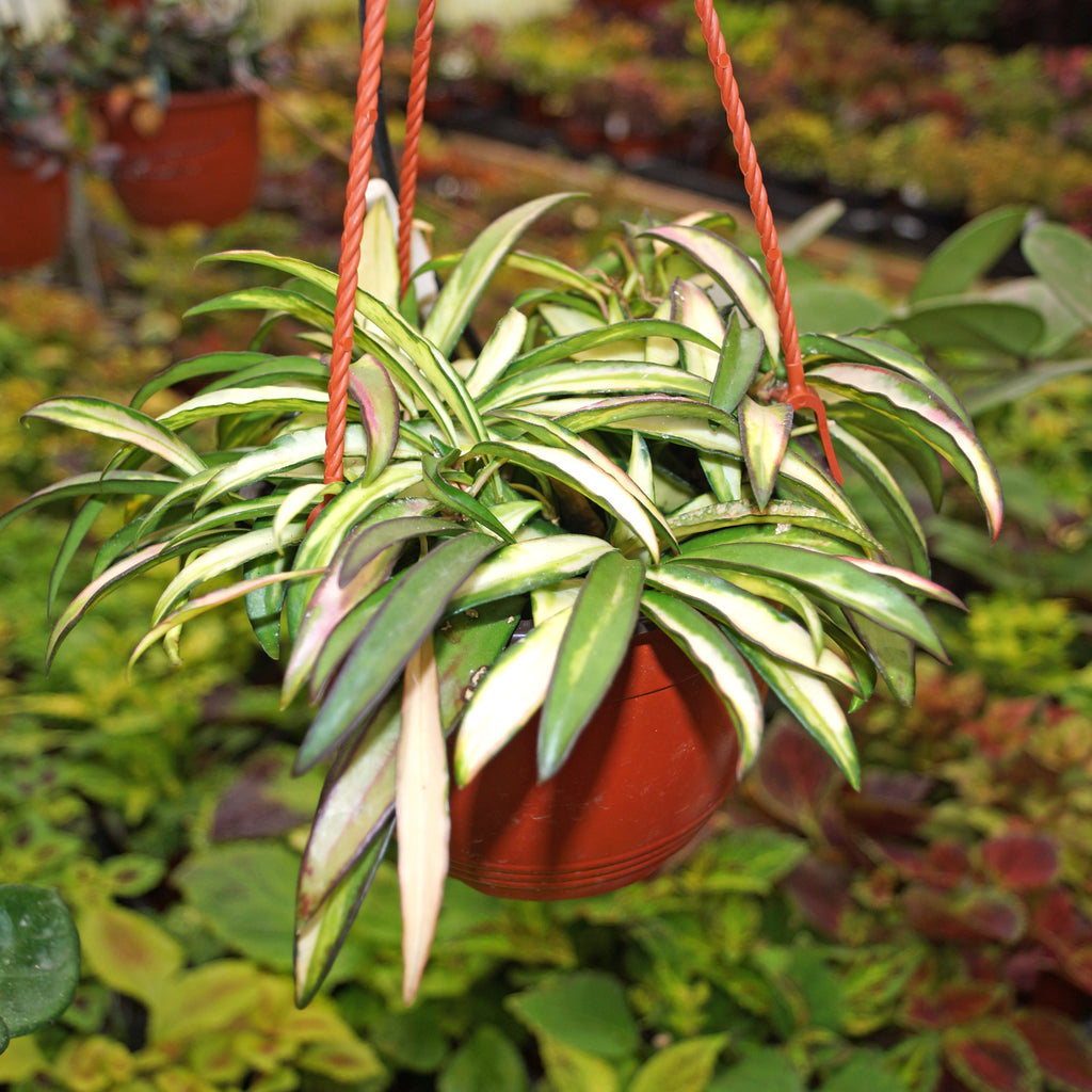 Hoya wayetii variegata