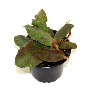 Hoya waymaniae