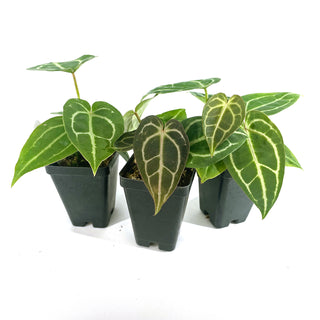 Anthurium crystallinum/magnificum x 'Doc Block F2'