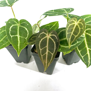 Anthurium crystallinum/magnificum x 'Doc Block F2'