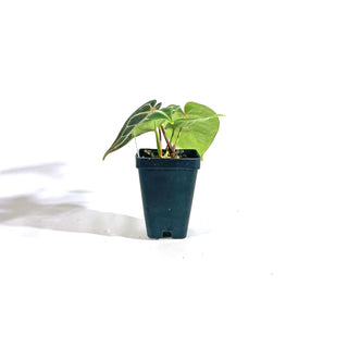 Anthurium crystallinum/magnificum x 'Doc Block F2'