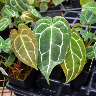 Anthurium forgetii/'Ace of Spades' x crystallinum
