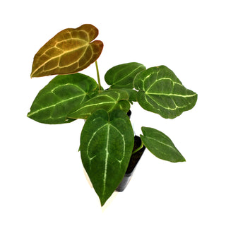 Anthurium forgetii/'Ace of Spades' x crystallinum