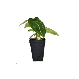 Anthurium forgetii/'Ace of Spades' x crystallinum
