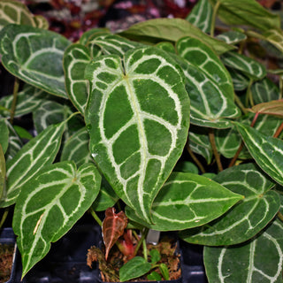 Anthurium forgetii/'Ace of Spades' x 'Doc Block F2'