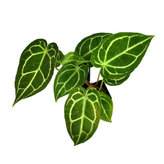Anthurium forgetii/'Ace of Spades' x 'Doc Block F2'