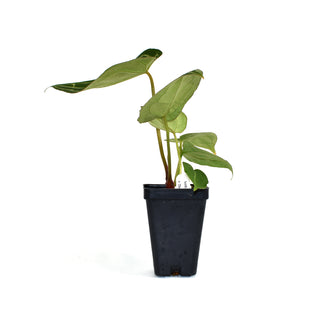 Anthurium forgetii/'Ace of Spades' x 'Doc Block F2'