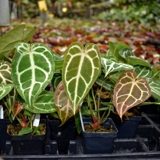 Anthurium forgetii/'Ace of Spades' x 'Doc Block F2'