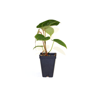 Anthurium magnificum