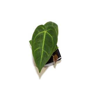 Anthurium magnificum x 'Ace of Spades'