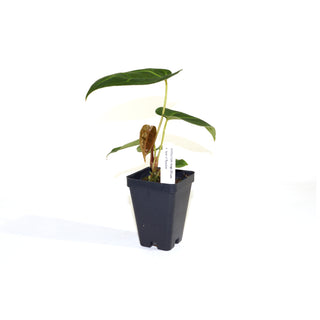 Anthurium magnificum x 'Ace of Spades'