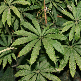 Anthurium polyschistum - 5.5" Pot