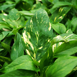 Epipremnum pinnatum aurea-variegata