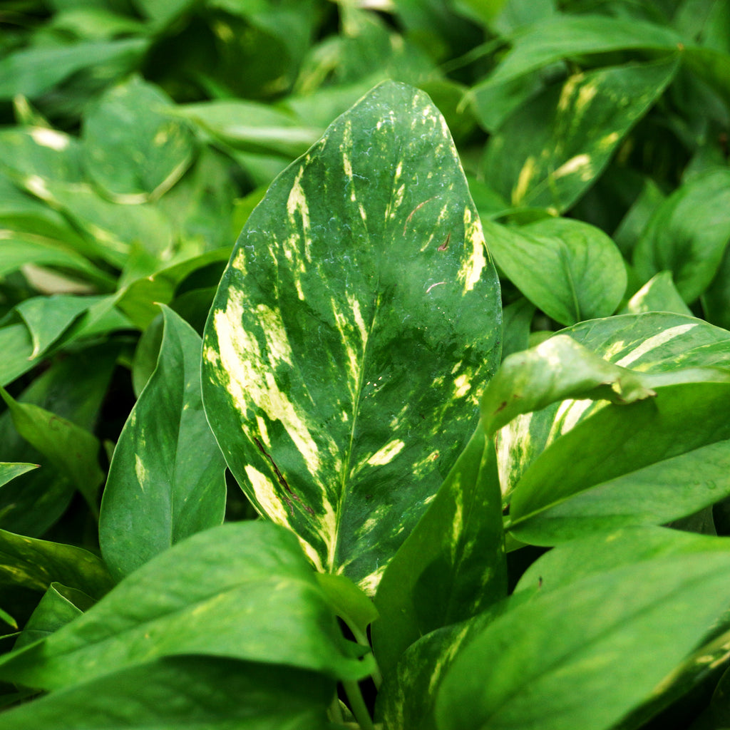 Epipremnum Pinnatum Aurea Variegata | Variegated Epipremnum