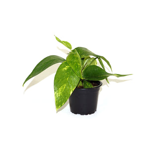 Epipremnum pinnatum aurea-variegata