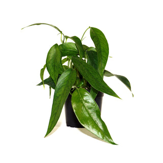 Epipremnum pinnatum