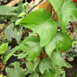 Epipremnum pinnatum 'Skeleton Key'