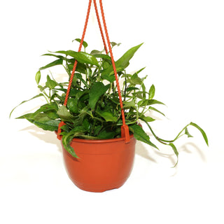 Epipremnum pinnatum 'Skeleton Key' - 6" Hanging Basket