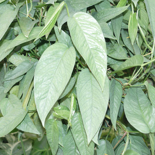 Epipremnum pinnatum 'Cebu Blue'