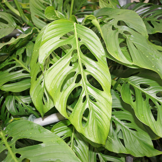 Monstera adansonii ssp. laniata "Large Form" - 5.5" Pot